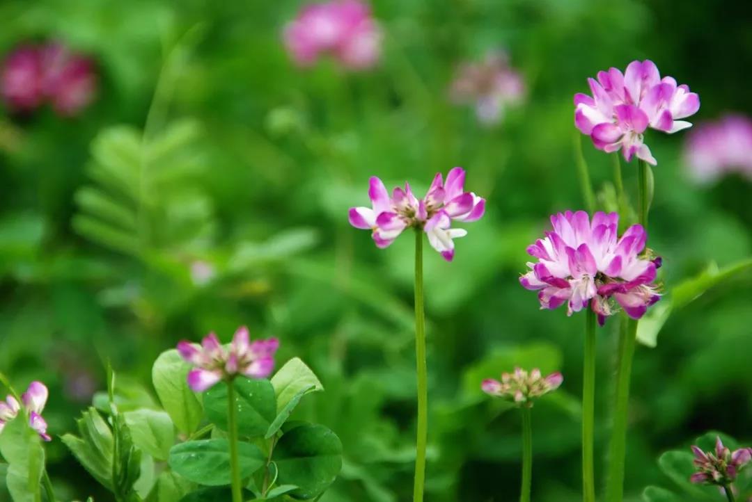 美麗的紫云英播種方法以及管理技術 美麗的紫云英播種方法以及管理技術