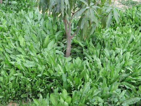 養(yǎng)殖戶注意了,土雞愛吃的八大牧草,有什么需要注意的? 養(yǎng)殖戶注意了,土雞愛吃的八大牧草,有什么需要注意的?