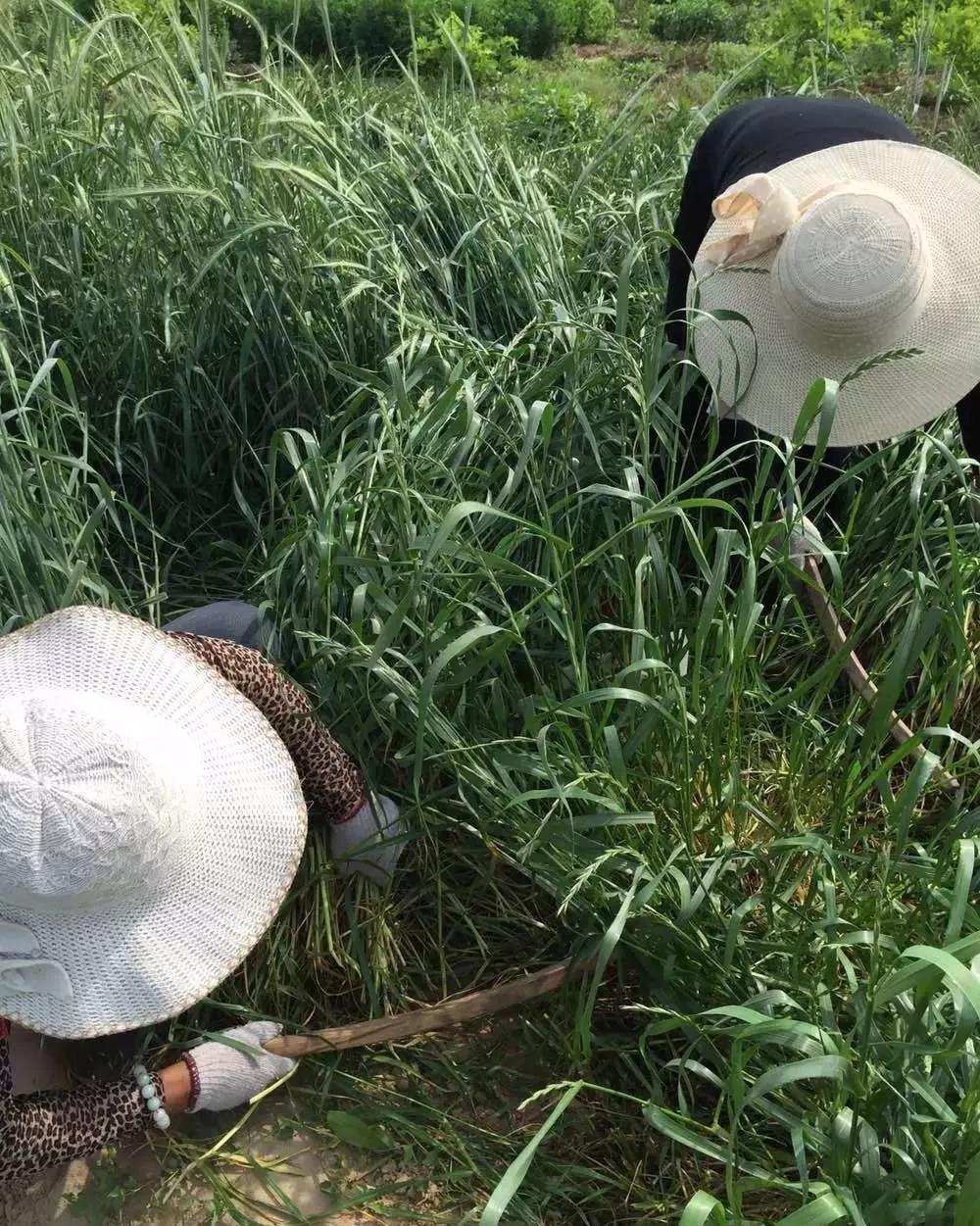 綠肥-黑麥草牧草種子【一年生黑麥草、冬牧-70】