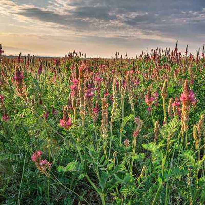紅豆草的栽培技術(shù)與管理方法 紅豆草的栽培技術(shù)與管理方法