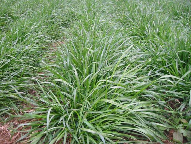 一次種植，多次收益的優質牧草——多年生黑麥草