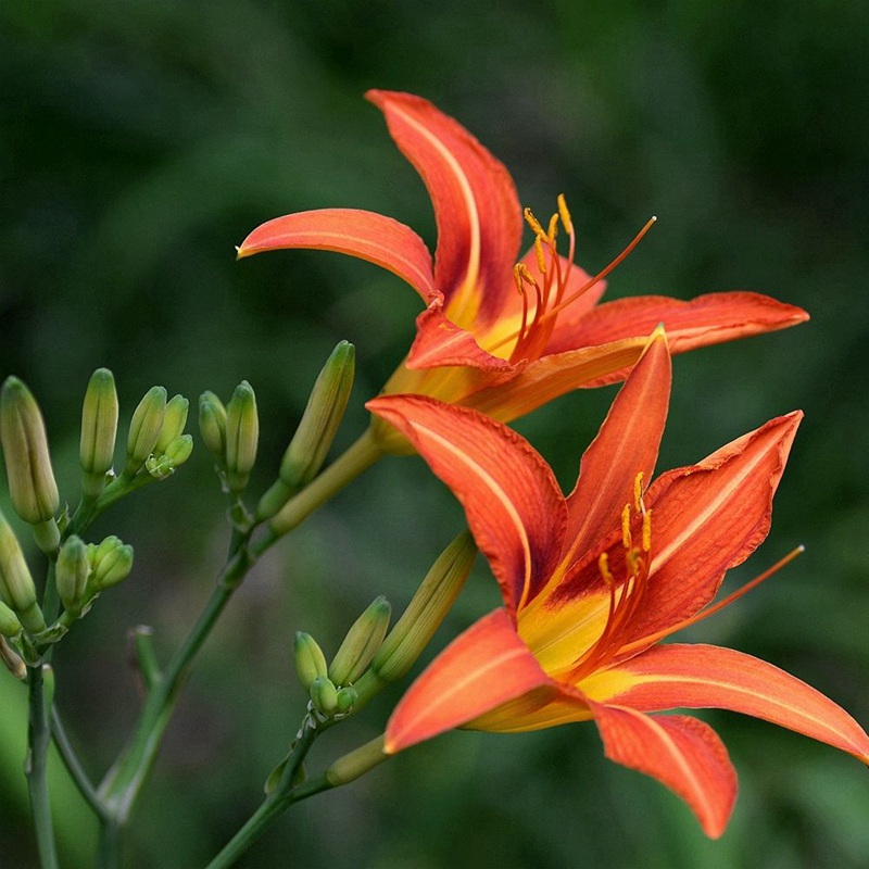 大花萱草 大花萱草