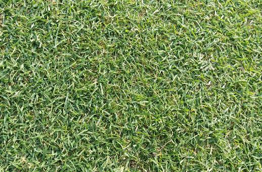 庭院草坪|院子里的天然草坪建植及養(yǎng)護(hù)方法