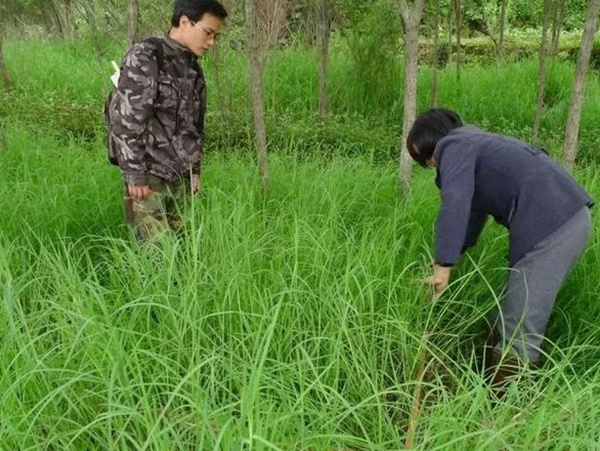 不同氣候地區(qū)怎么選擇綠化草種？有什么好的方法？