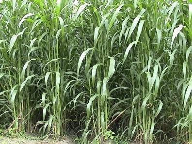 蘇丹草要如何種植，種植蘇丹草方法是什么