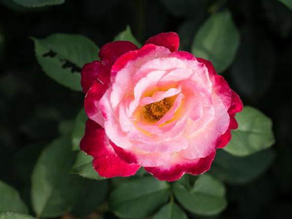 串葉松香飼用價值及方法以及播種技術 串葉松香飼用價值及方法以及播種技術