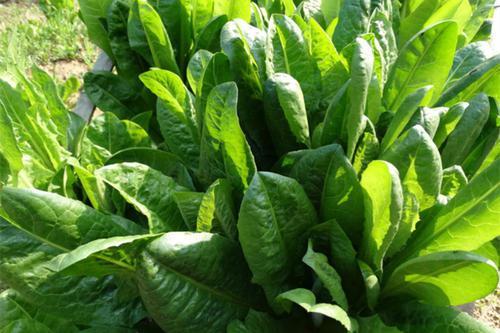 菊苣草可以養殖雞鴨鵝豬魚，是多年生的嗎