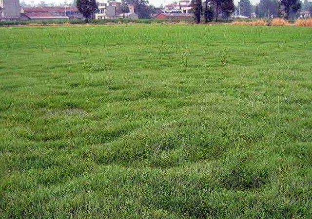 優(yōu)質(zhì)草坪草早熟禾的技術(shù)特點(diǎn)，種植養(yǎng)護(hù)有幾個(gè)要點(diǎn)