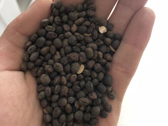 毛苕子的種植技術介紹以及播種時間