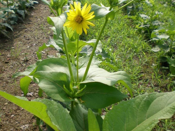 牧草種子介紹丨串葉松香草形態特征以及主要價值 牧草種子介紹丨串葉松香草形態特征以及主要價值