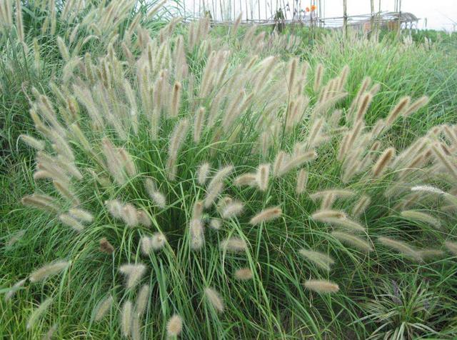 狼尾草種植技術(shù)是什么，有什么需要注意的