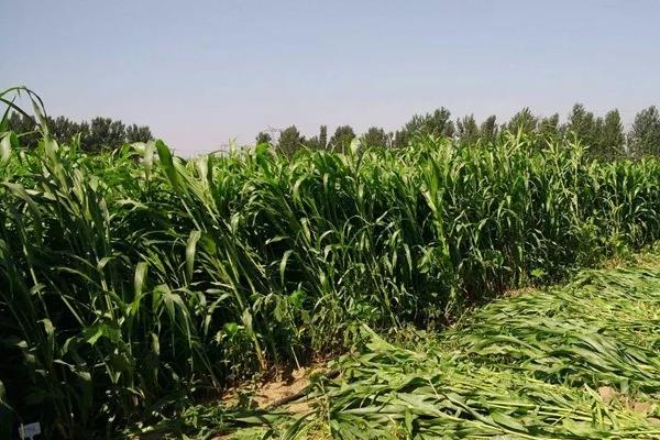 甜高粱喂牛的方法？注意方法是什么！