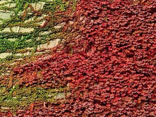 爬山虎種子怎么種？爬山虎種子多久發芽？