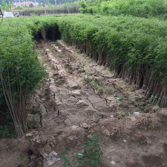 紫穗槐育苗產(chǎn)苗量高，繁育時(shí)間短，生長速度快