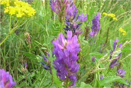 正確的種植沙打旺，需要注意的地方有哪些