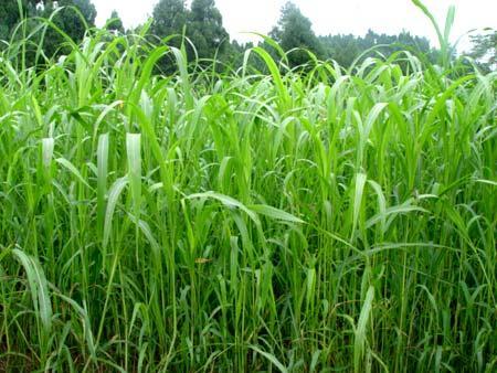 優質的牧草——蘇丹草，怎么種植可以高產