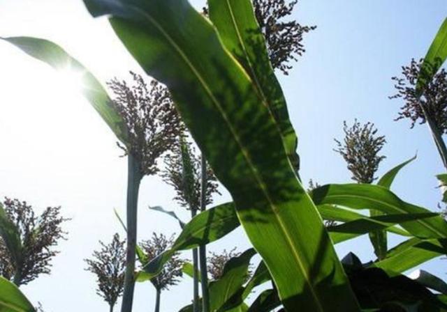 甜高梁種植技巧是什么，如何產(chǎn)量高