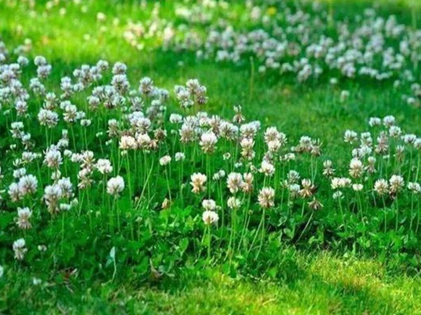 不同氣候地區(qū)怎么選擇綠化草種？有什么好的方法？