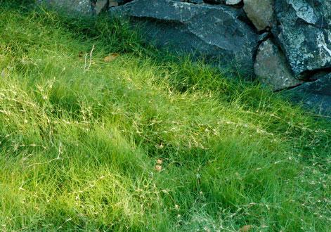 野牛草種植這幾個步驟一定要掌握好，種植就比較簡單