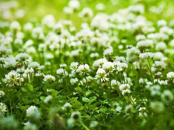 十種優(yōu)質牧草及其栽培技術與方法