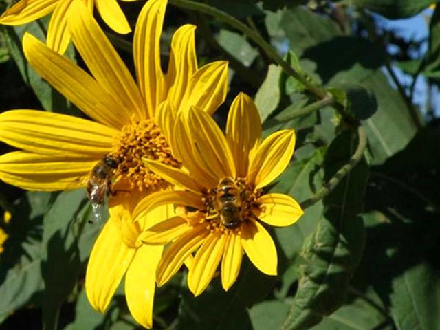 串葉松香草主要價值以及栽培技術介紹