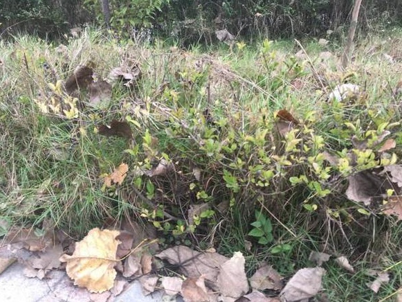 生命力頑強(qiáng)的草,它的名字盡然叫“狗牙根” 生命力頑強(qiáng)的草,它的名字盡然叫“狗牙根”