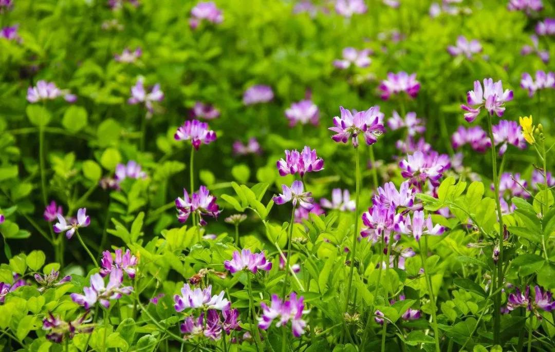 美麗的紫云英播種方法以及管理技術 美麗的紫云英播種方法以及管理技術