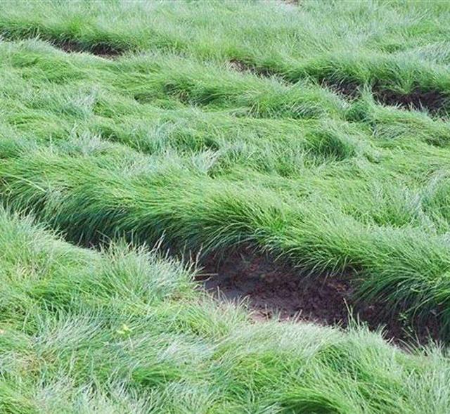 綠化草坪種類圖片，不同的草坪用途和功能都有所差別