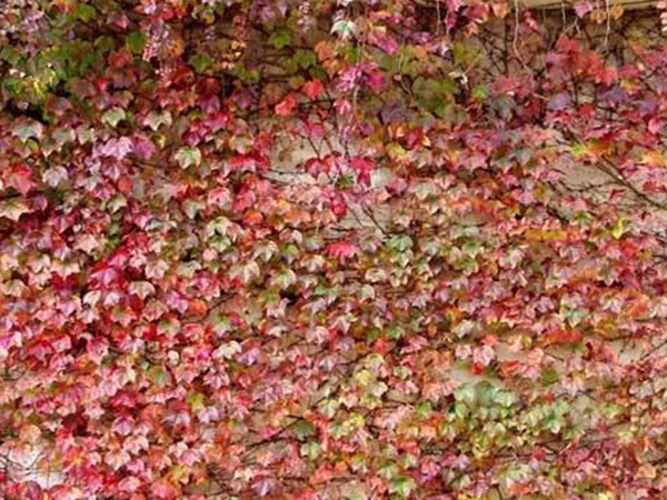 爬山虎種子怎么種？爬山虎種子多久發芽？