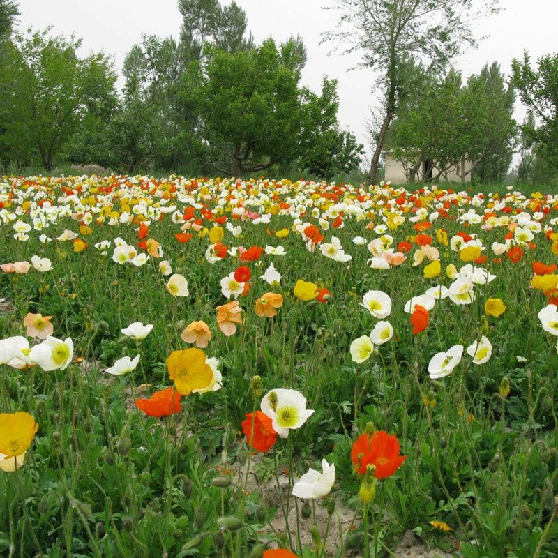 冰島虞美人 冰島虞美人