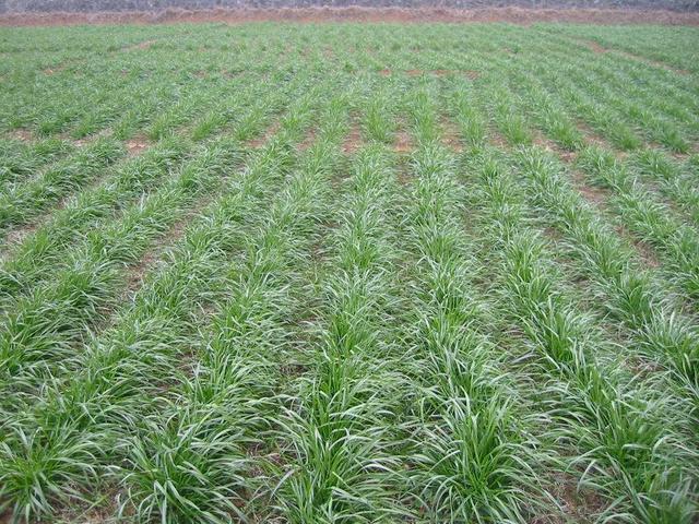 冬牧70黑麥草和黑麥草兩者有什么區別？