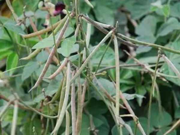 豆科植物——大翼豆栽培管理以及價(jià)值與利用