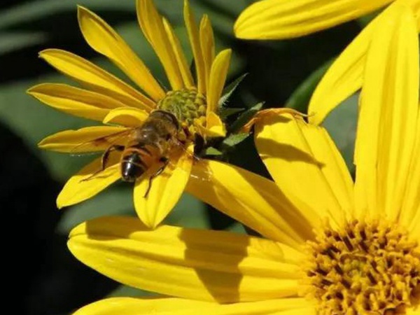 串葉松香草的種植方法,如何種植比較合適? 串葉松香草的種植方法,如何種植比較合適?