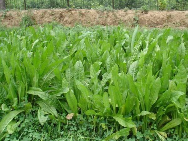 魯梅克斯牧草的優(yōu)缺點(diǎn)都有哪些?需要了解啥? 魯梅克斯牧草的優(yōu)缺點(diǎn)都有哪些?需要了解啥?