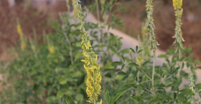 豬屎豆種植技術說明，什么時候種植最佳？