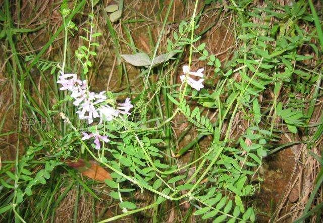 高產牧草種子——毛苕子播種方法