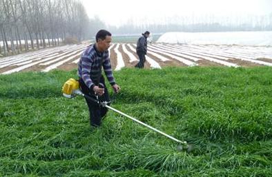 冬天適合播種的牧草——一年生黑麥草 冬天適合播種的牧草——一年生黑麥草