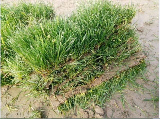 綠化草坪種類圖片，不同的草坪用途和功能都有所差別