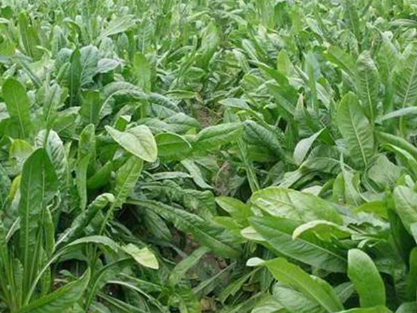 魯梅克斯牧草的優(yōu)缺點(diǎn)都有哪些?需要了解啥? 魯梅克斯牧草的優(yōu)缺點(diǎn)都有哪些?需要了解啥?