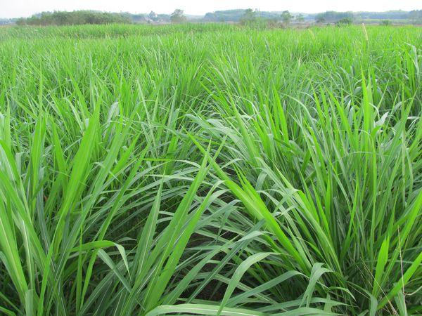 養(yǎng)殖戶注意了,土雞愛吃的八大牧草,有什么需要注意的? 養(yǎng)殖戶注意了,土雞愛吃的八大牧草,有什么需要注意的?