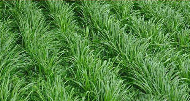 優(yōu)質(zhì)高產(chǎn)牧草，冬牧70黑麥草種植時(shí)間
