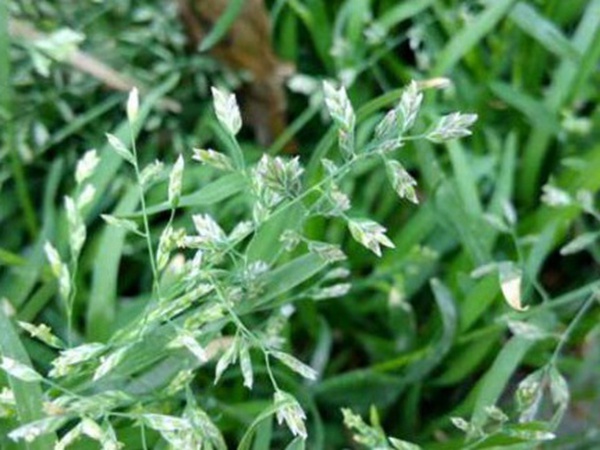 園林綠化中草坪種類的分類與鑒別要點