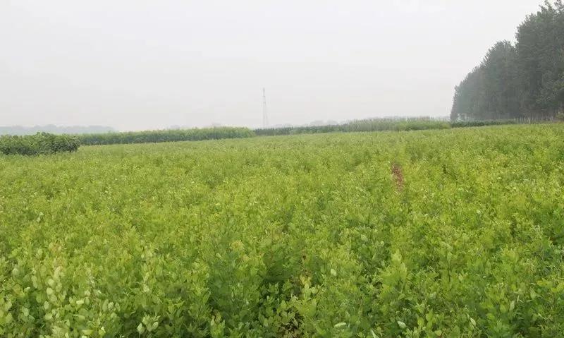 灌木種子—胡枝子基本介紹以及生態習性