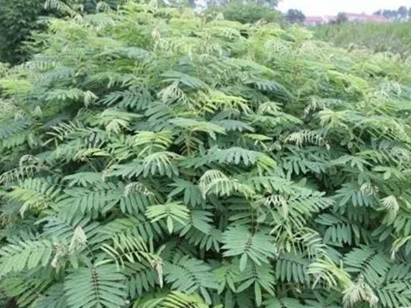 山毛豆的栽培技術(shù)以及播種前準(zhǔn)備工作