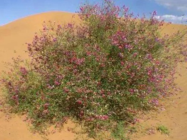 園林中發(fā)現(xiàn)美麗的你——花棒 園林中發(fā)現(xiàn)美麗的你——花棒