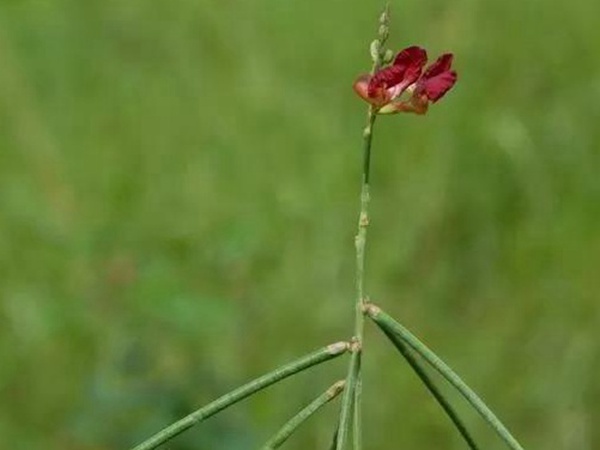 豆科植物——大翼豆栽培管理以及價(jià)值與利用