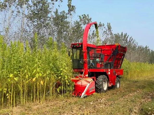 籽粒莧的飼用價值和種植方法管理技術 籽粒莧的飼用價值和種植方法管理技術
