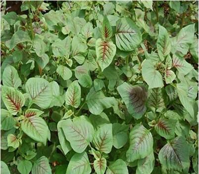 籽粒莧的飼用價值和種植方法管理技術 籽粒莧的飼用價值和種植方法管理技術