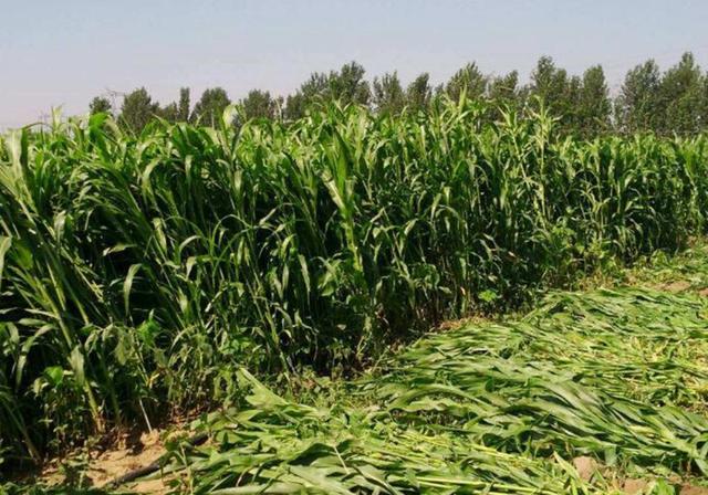 甜高粱播種對(duì)生長(zhǎng)環(huán)境有什么要求,種植應(yīng)該注意什么 甜高粱播種對(duì)生長(zhǎng)環(huán)境有什么要求,種植應(yīng)該注意什么