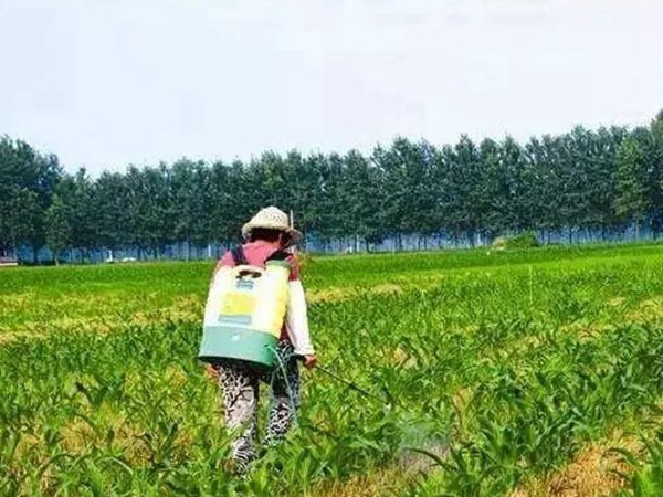 種植墨西哥玉米有這幾個要點，掌握好這幾個要點獲得高產量